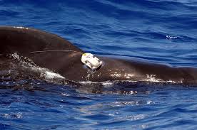 Marine animal fitted with a satellite tracking tag, demonstrating advanced animal identification and tracking technology
